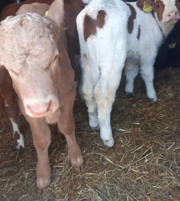 Miesne cieleta byczki sprzedam