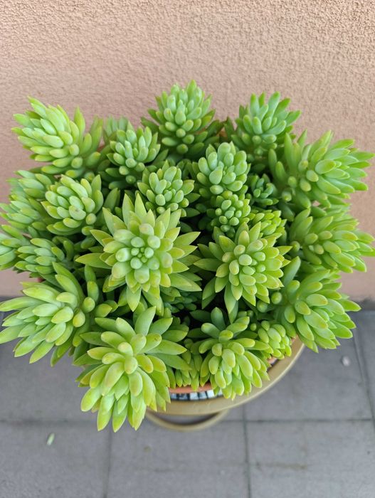 Rozchodnik Morgana - Sedum morganianum