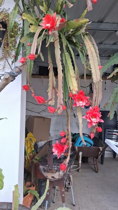cacto epiphyllum