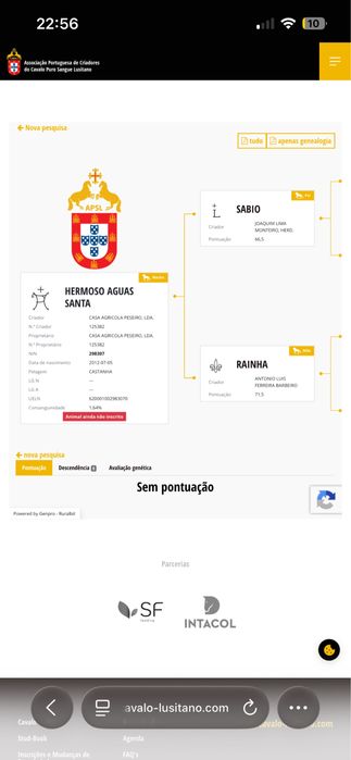 Vendo dois cavalos