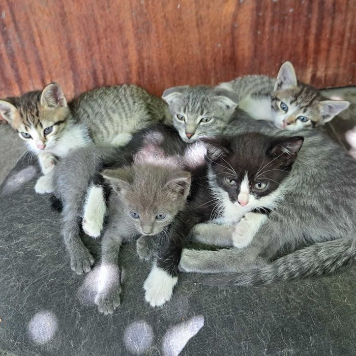 Продам и отдам в хорошые руки котят