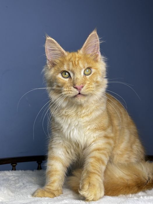 Эфектный мальчик мейн кун с выразительной внешностью   Mainecoon