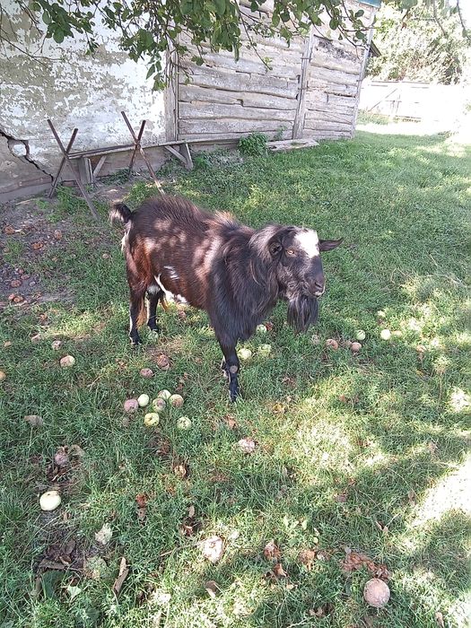 Продам козла цап