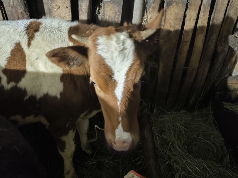 Продам Тільних телиць