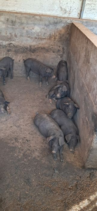 Para venda leitoes,  porco capado e porca