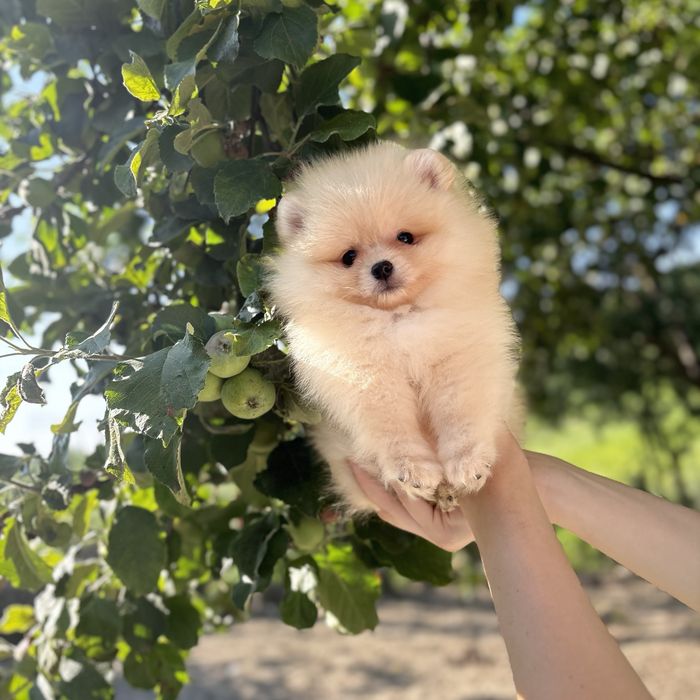 Хлопчик шоу класу тип ведмедика