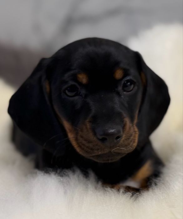 Jamnik  krótkowłosy sunia