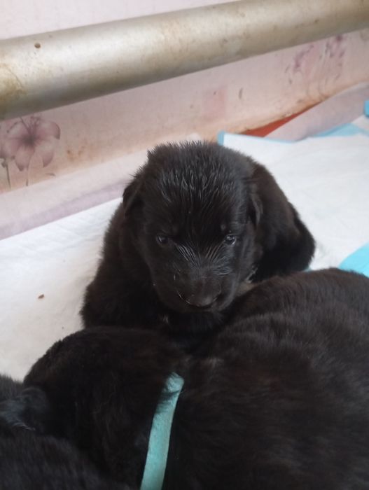 Продаж цуценят ДШ Німецької вівчарки