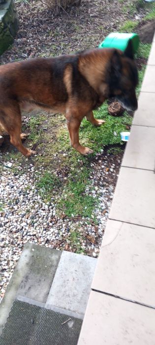 Oddam psa w dobre ręce