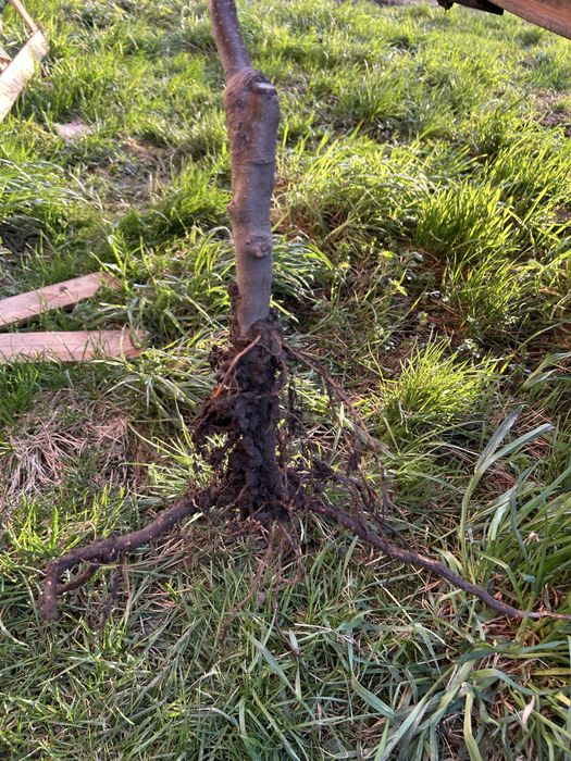 Саджанці яблуні