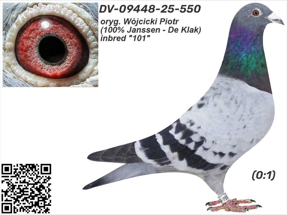 Gołębie pocztowe Gołąb Samca   DV 2025  De Klak -R.Bauer    rodowodem