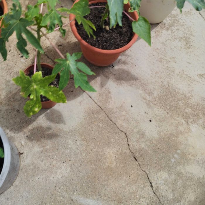 Plantas de mamão lindas