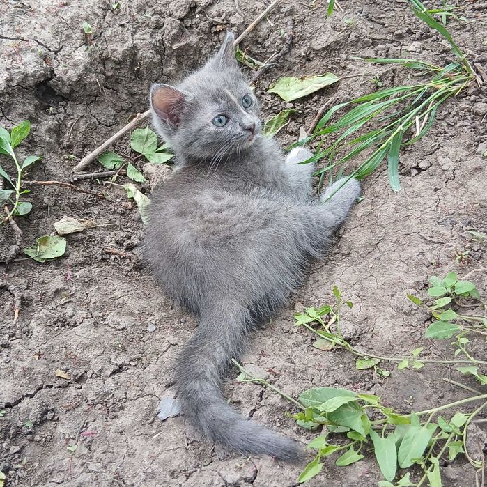 Котята. Отдам котёнка в хорошие руки.