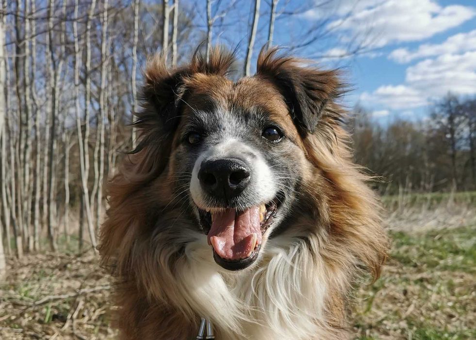 Mandu czeka na dom...