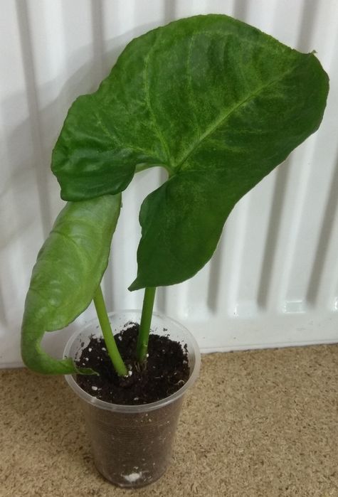 Продам Сингониум 17 сортів