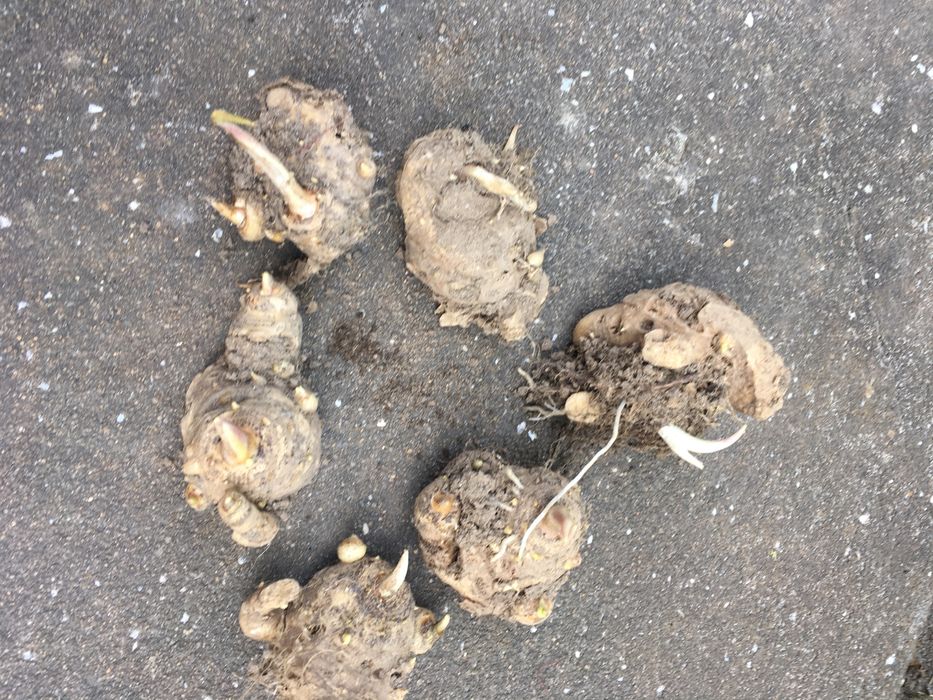 Conjunto de 6 bolbos de jarros de jardim