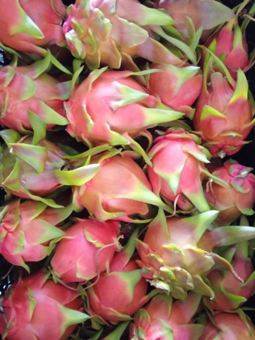 Pitaias, ou Fruta do dragão