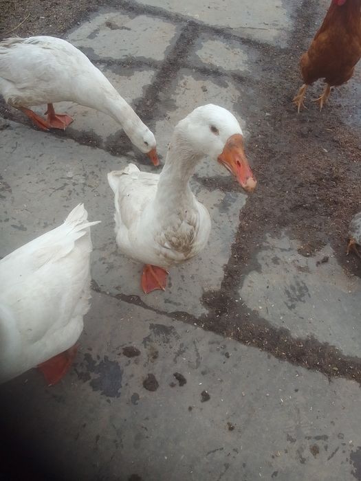 2гуски і гусак .