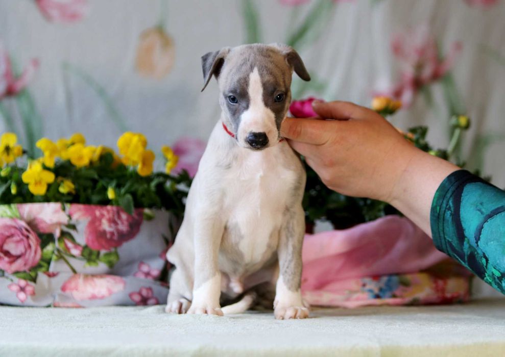Whippet Chart angielski ZKwP/FCI śliczny piesek TIMI