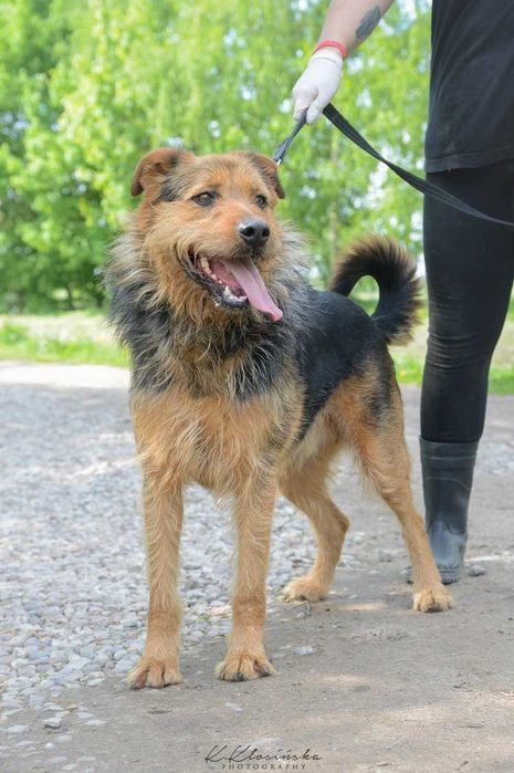 Wezyr - inteligentny psiak w typie terriera