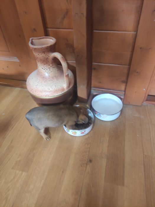 Pinscher miniatura fêmea