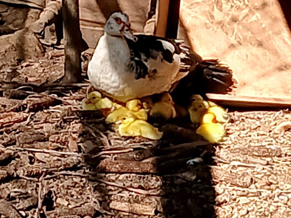Patos mudos bebés