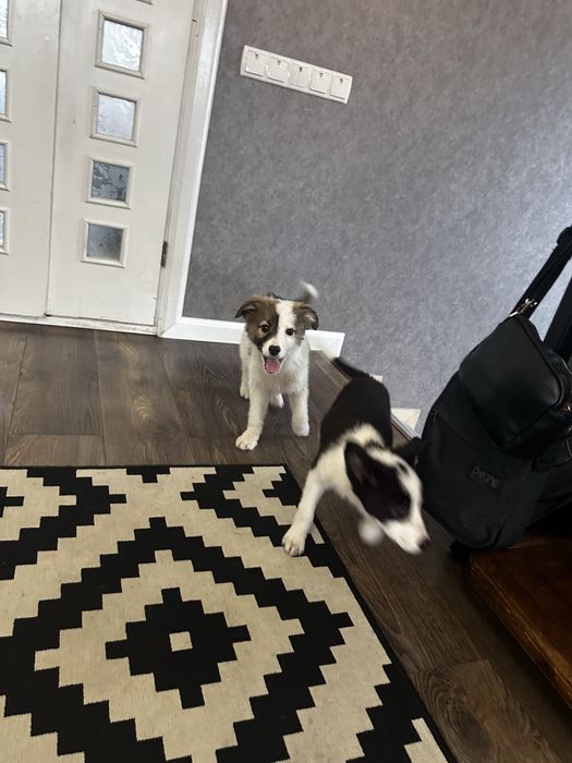 Терміново. Бордер коллі . Залишились два хлопчика