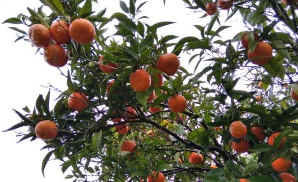 Limões, laranjas da baía e tangerinas 1€kg