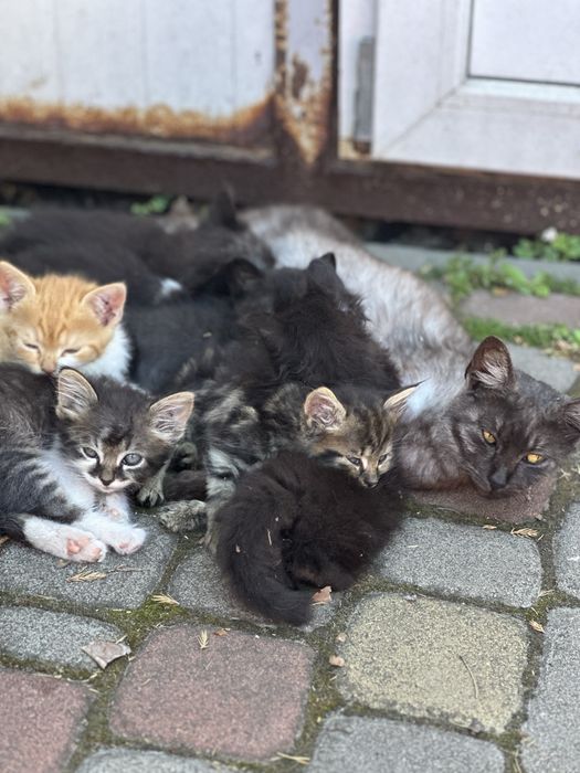 Лагідний котик з білими лапками