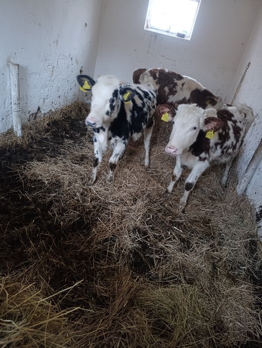 Witam sprzedam 2 jałowki i byczka