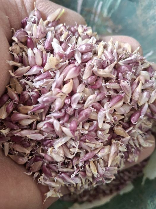 Часник домашній  сорт любаша