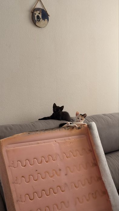Benedita e Penelope para adoção conjunta