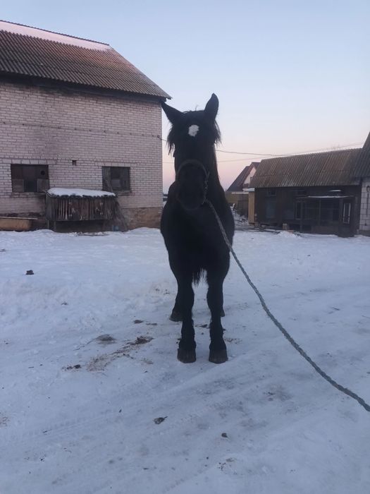 Sprzedam ogierka zimnokrwistego