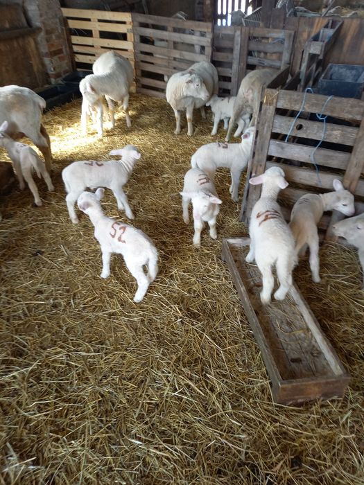 Jagnięta młode do dalszej hodowli kamieniecka