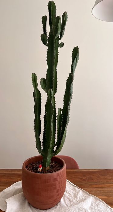 Cacto 1m excelente estado