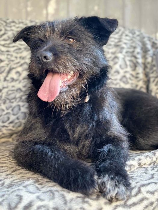Wyjątkowa sunia do adopcji