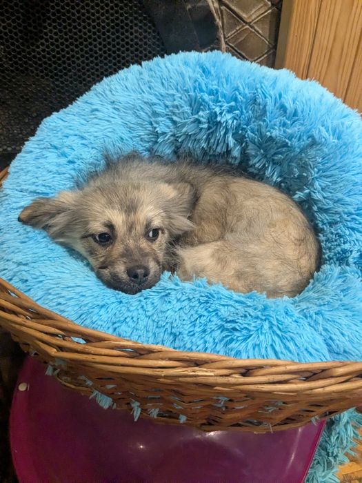 Цуценя у добрі руки