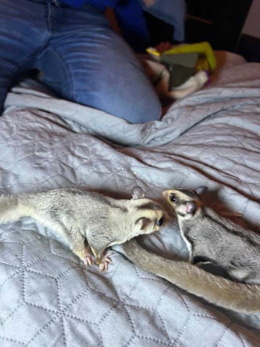 Lotopałanka karłowata|Sprawdzona hodowla|Lotki Psotki|Wyjątkowe samce