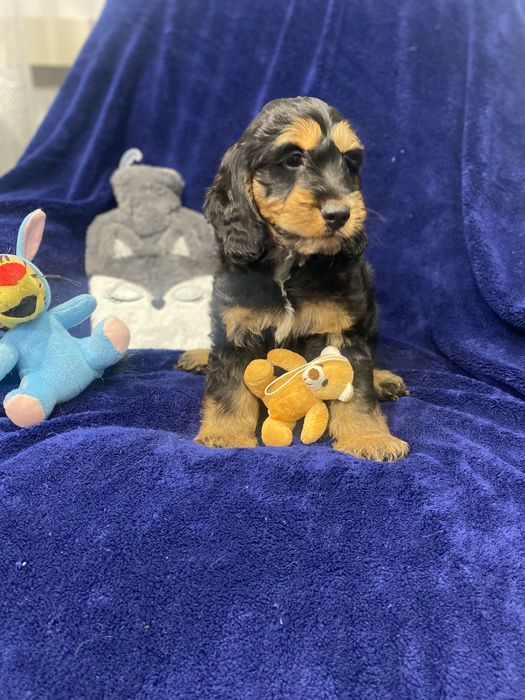 Sprzedam pięknego cockapoo