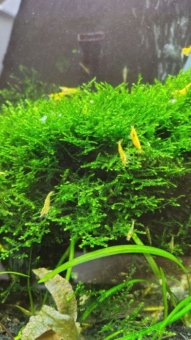 Krewetki Neocaridina Yellow