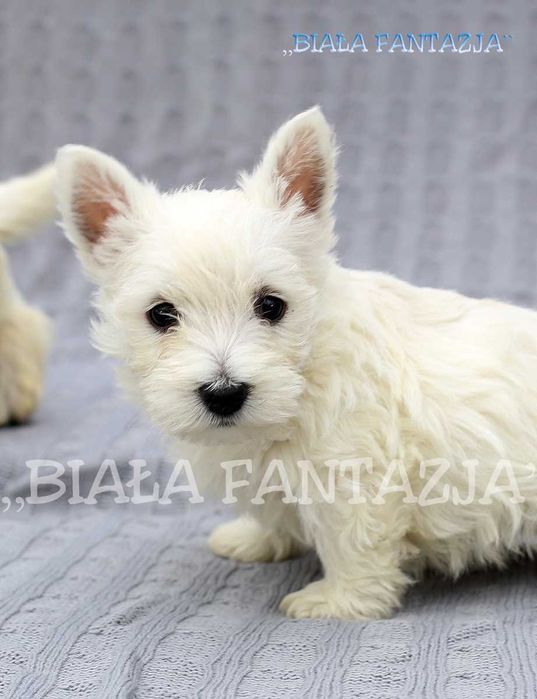 Rasy West Olx West Highland West Highland Terrier Puppies For Sale
