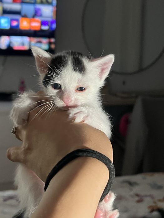 Gatinhos para adoçao