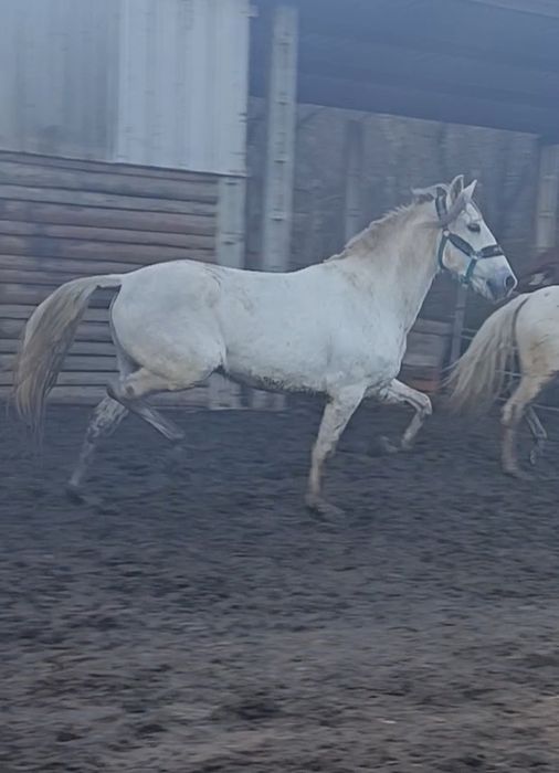 Para venda  ou trocacavalo PSL