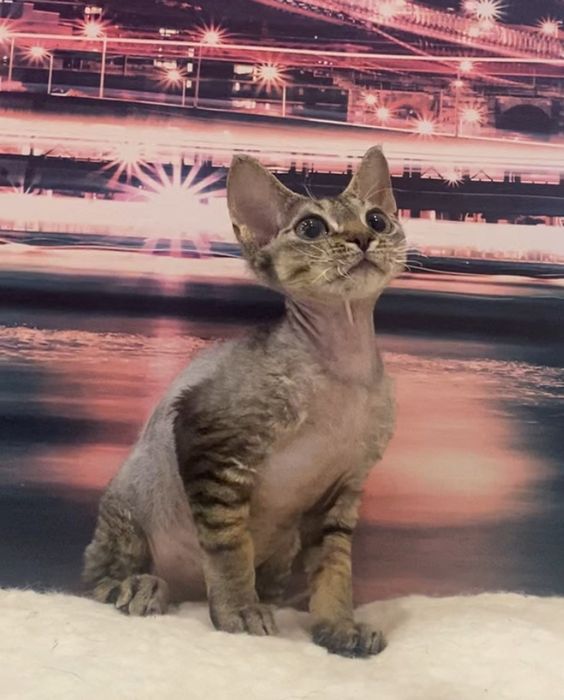 Котики девон рекс