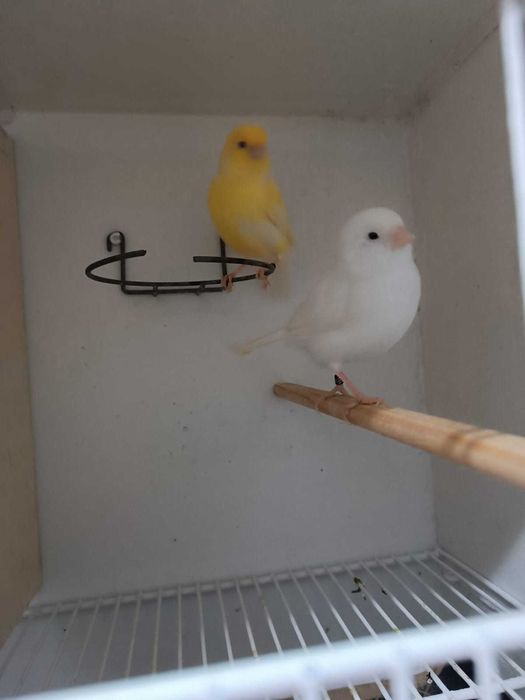 Canarios casais brancos e amarelos