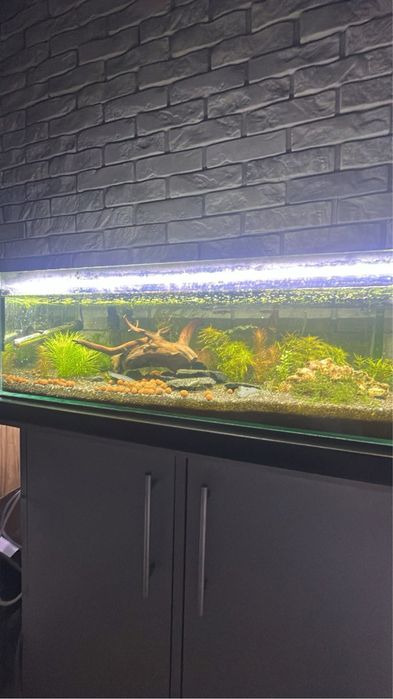 Akwarium 75l z aranżacją