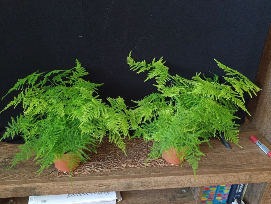Аспарагус Сетацеус (Asparagus setaceus)