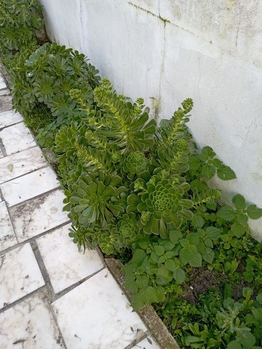 Suculentas Maravilhosas