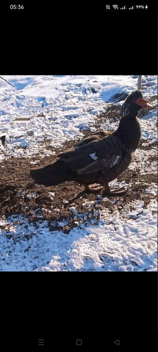 Индоутки.. шипуны.