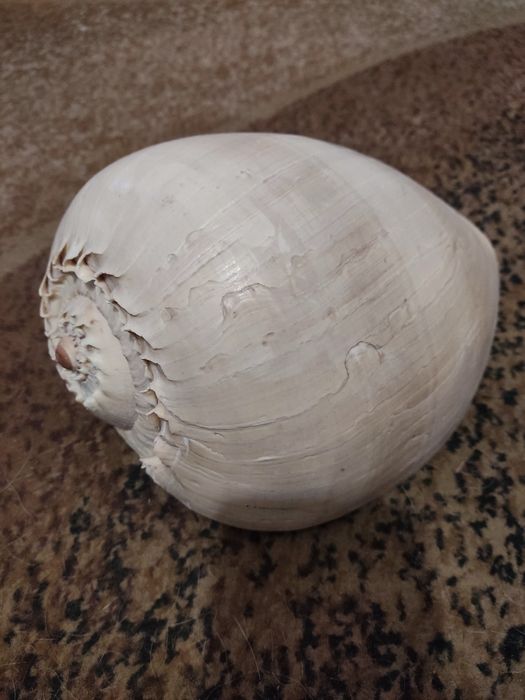 Океаническая ракушка большая